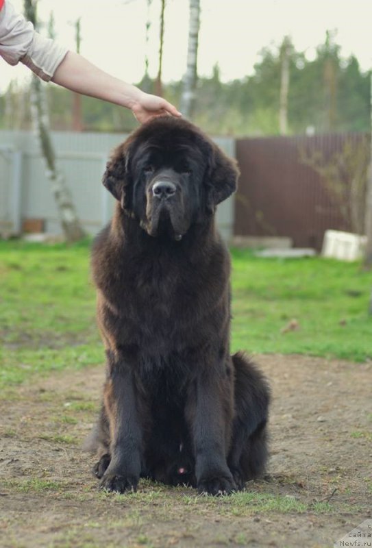 Фото: ньюфаундленд Smigar Liverpulsiy Chetvertak (Смигар Ливерпульский Четвертак)