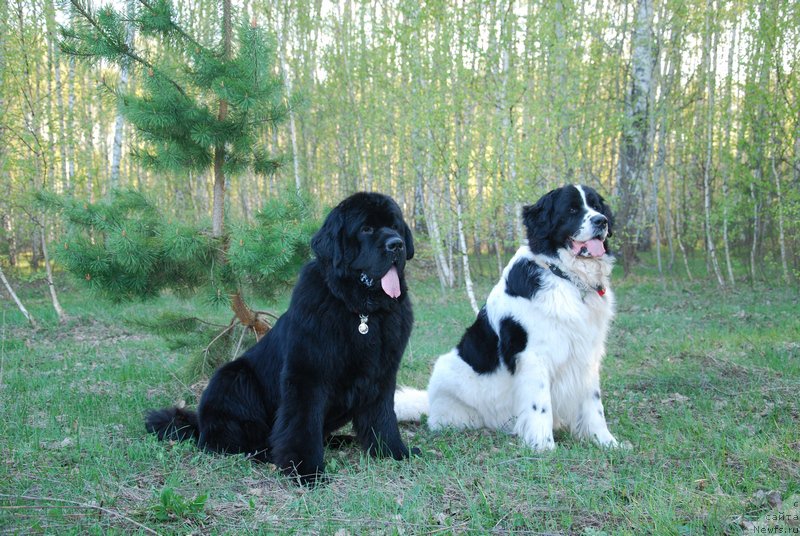 Фотография № 152872