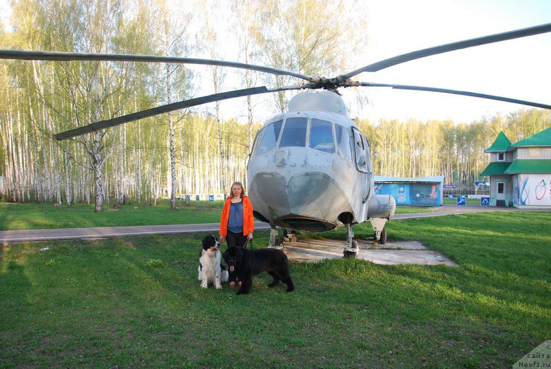 Фото: ньюфаундленд As True for Beguschaya po Volnam Dinastiya Soverchenstva (Аз Труэ Бегущая по Волнам Династия Совершенства), ньюфаундленд H'yugo Boss iz Unikal'noy Kollekcii (Хьюго Босс из Уникальной Коллекции), Galina Kostyuhova (Галина Костюхова)
