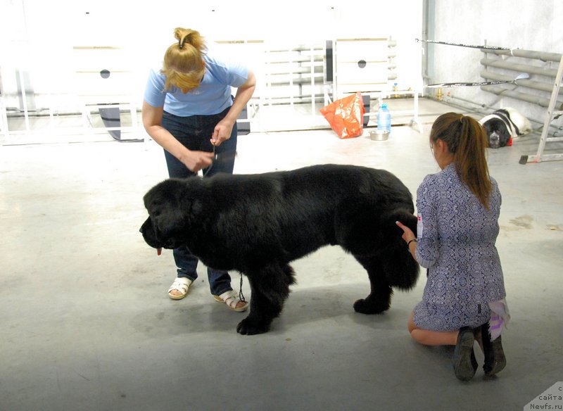 Фото: ньюфаундленд As True for Beguschaya po Volnam Dinastiya Soverchenstva (Аз Труэ Бегущая по Волнам Династия Совершенства), Galina Kostyuhova (Галина Костюхова), Margarita Dolotova (Маргарита Долотова)
