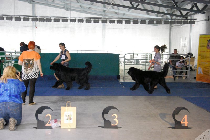 Фото: ньюфаундленд As True for Beguschaya po Volnam Dinastiya Soverchenstva (Аз Труэ Бегущая по Волнам Династия Совершенства), Margarita Dolotova (Маргарита Долотова)