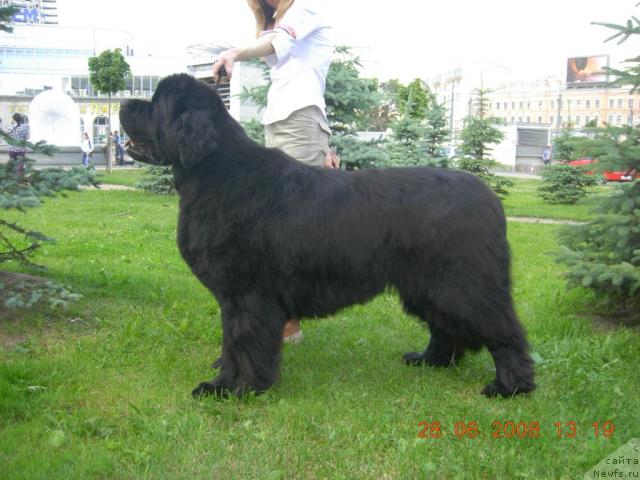 Фото: ньюфаундленд Smigar Ieremiya Ivent Magik (Смигар Иеремия Ивент Магик)