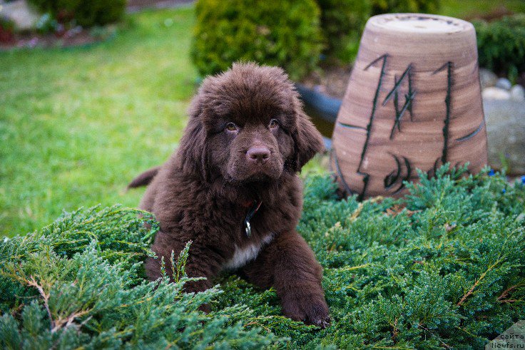 Фото: ньюфаундленд Velyke Malyatko Dnister