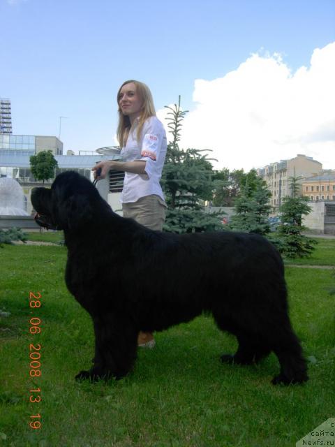 Фото: ньюфаундленд Smigar Ieremiya Ivent Magik (Смигар Иеремия Ивент Магик)