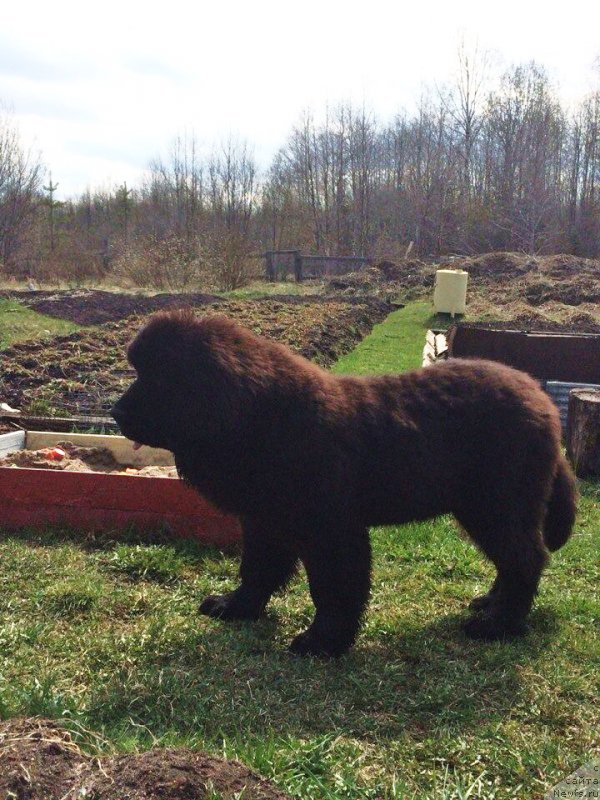 Фото: ньюфаундленд Smigar Тwin Peaks (Смигар Твин Пикс)