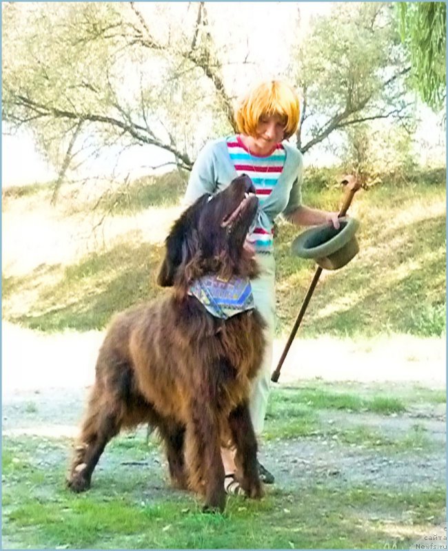 Фото: ньюфаундленд Fann'yuf Gloriya Dey (Фанньюф Глория Дей), Marina Novoselova (Марина Новоселова), Юбилейный Солёный Пёс 2011