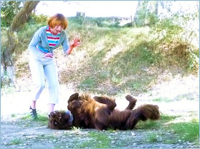 Фото: ньюфаундленд Fann'yuf Gloriya Dey (Фанньюф Глория Дей), Marina Novoselova (Марина Новоселова), Юбилейный Солёный Пес 2011