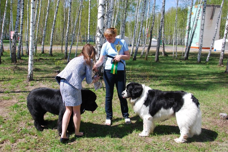 Фото: ньюфаундленд H'yugo Boss iz Unikal'noy Kollekcii (Хьюго Босс из Уникальной Коллекции), ньюфаундленд H'yugo Boss iz Unikal'noy Kollekcii (Хьюго Босс из Уникальной Коллекции), Galina Kostyuhova (Галина Костюхова), Margarita Dolotova (Маргарита Долотова)