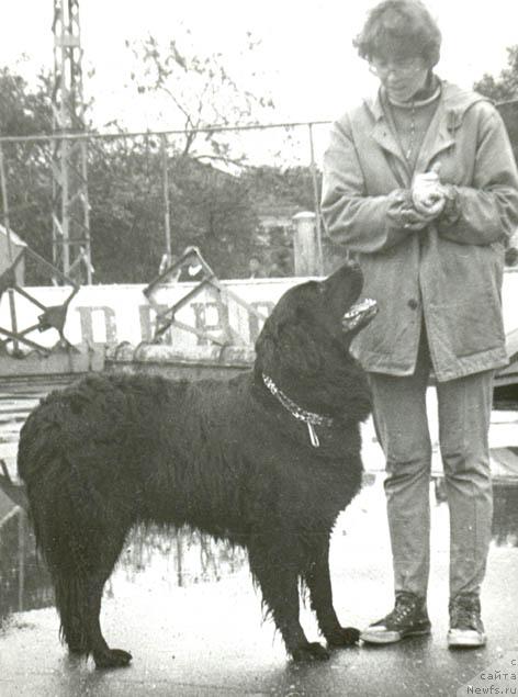 Фото: ньюфаундленд Mira (Мира)