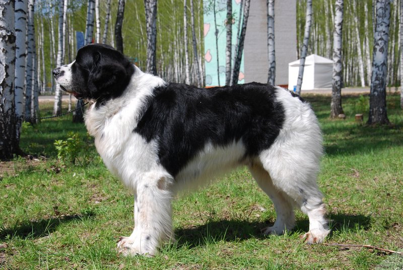 Фото: ньюфаундленд H'yugo Boss iz Unikal'noy Kollekcii (Хьюго Босс из Уникальной Коллекции)