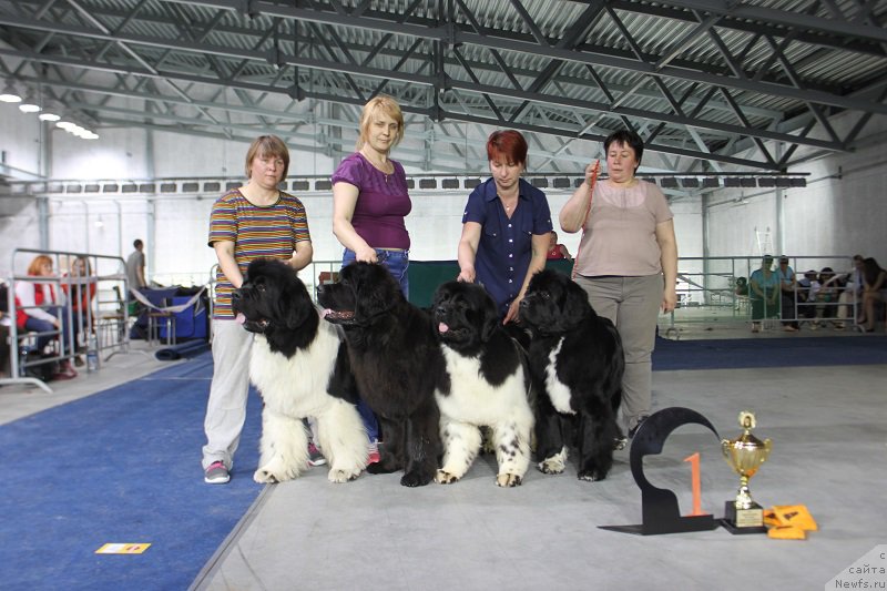 Фото: ньюфаундленд Super Premium Zhodo Ferolli (Супер Премиум Жодо Феролли), ньюфаундленд Obush SHed Veniti Fyear (Обуш Шед Венити Фэар), ньюфаундленд Iskushenie Moey Dushi (Искушение Моей Души), ньюфаундленд Super Bizon Indiya (Супер Бизон Индия)