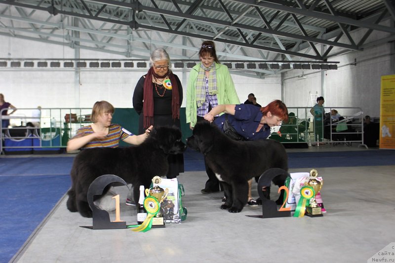 Фото: ньюфаундленд Super Bizon Lakshmi Lana (Супер Бизон Лакшми Лана), ньюфаундленд Super Bizon Liliman (Супер Бизон Лилимэн)