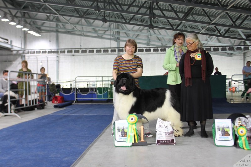 Фото: ньюфаундленд Super Bizon Cosmos (Супер Бизон Космос)