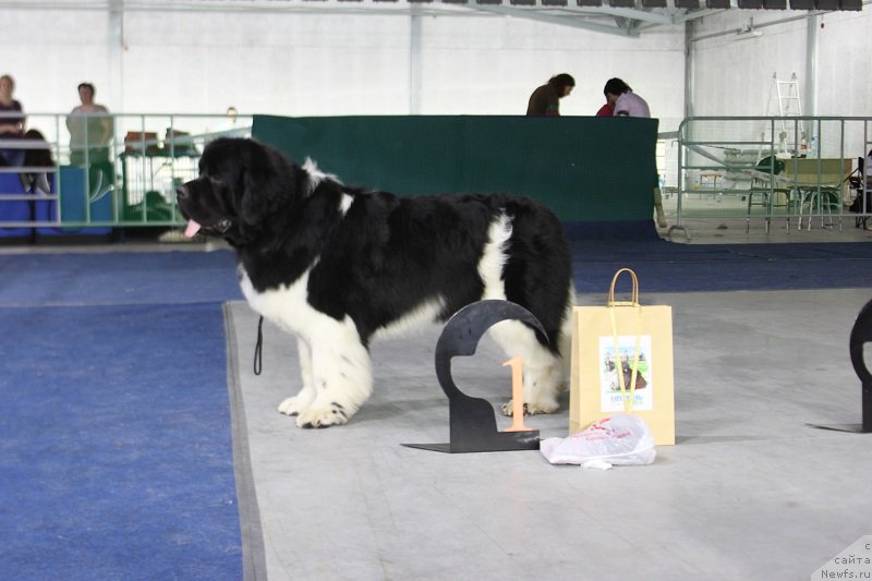 Фото: ньюфаундленд Super Bizon Zlatogor (Супер Бизон Златогор)