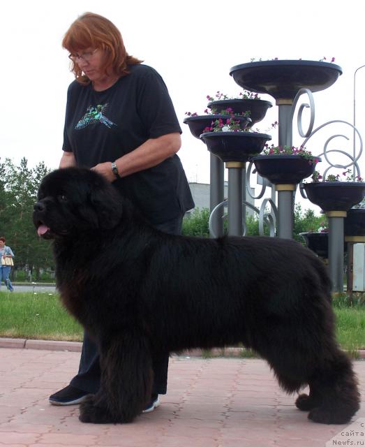 Фото: ньюфаундленд Denis Roussow vom Riesrand, Evi Grosshauser