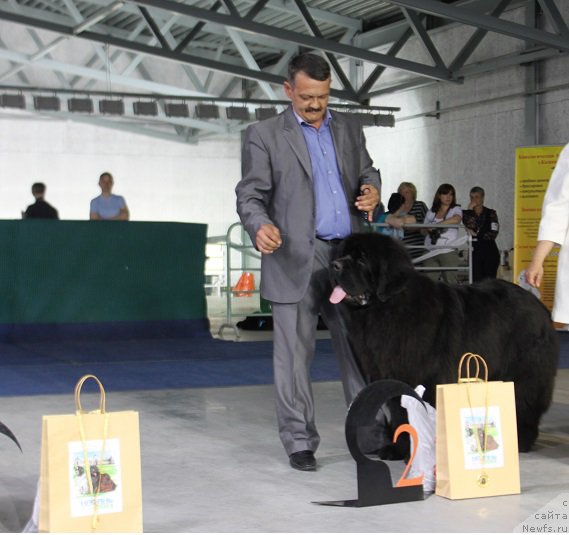 Фото: ньюфаундленд Dark Pride Valentino (Дак Прайд Валентино)