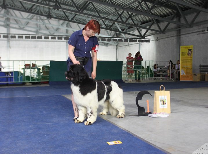 Фото: ньюфаундленд Iskushenie Moey Dushi (Искушение Моей Души)
