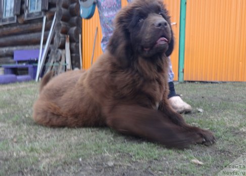 Фото: ньюфаундленд N'yufort YUray Kvin (Ньюфорт Юрай Квин)