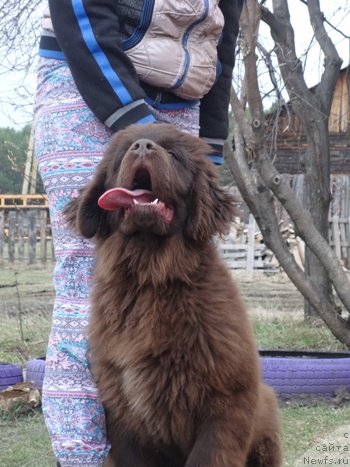 Фото: ньюфаундленд N'yufort YUray Kvin (Ньюфорт Юрай Квин)