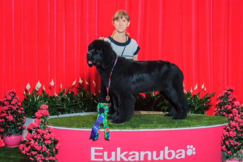 Фото: ньюфаундленд Vivienne Westwood Dinastiya Soverchenstva (Vivienne Westwood Dinastiya Soverchenstva)