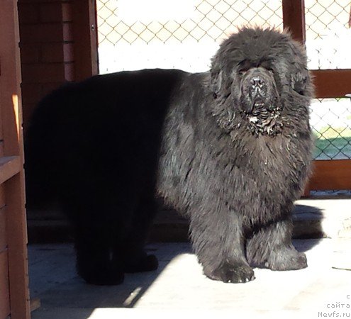 Фото: ньюфаундленд S'Nezhnaya Vjuga Armando Parusso (С'Нежная Вьюга Армандо Паруссо)