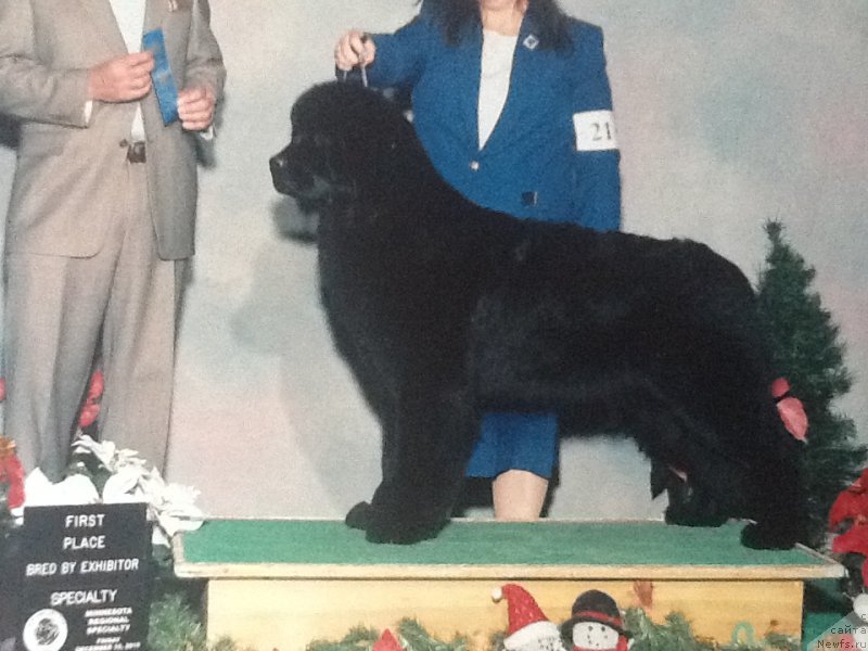 Фото: ньюфаундленд Mukwas Bell of The Ball
