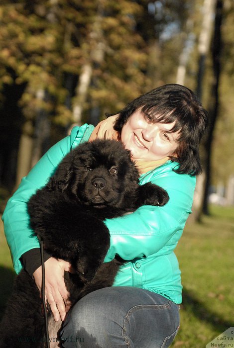 Фото: ньюфаундленд Mukwa Seabrook Nightflight For Sent Djons, Varvara Ryibalova (Варвара Рыбалова)