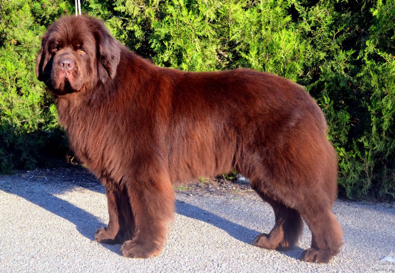 Фото: ньюфаундленд Angelo Orso Varyag (Анджело Орсо Варяг)