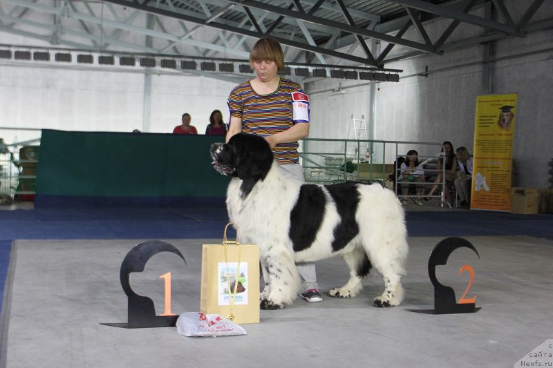 Фото: ньюфаундленд Black Diamond Agidel ot Potapa Triumf (Блэк Диамонд Агидель от Потапа Триумф)