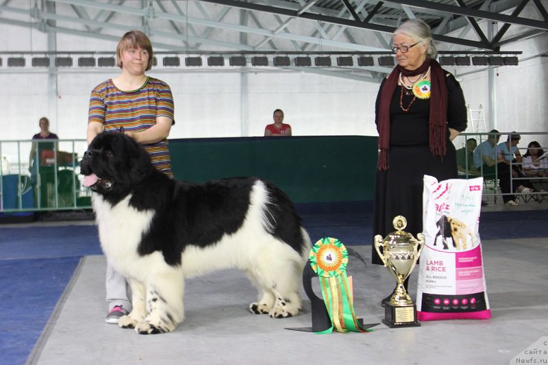 Фото: ньюфаундленд Super Bizon Cosmos (Супер Бизон Космос)