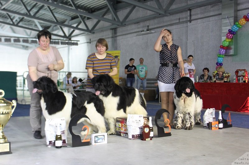 Фото: ньюфаундленд Super Premium Zheneva (Супер Премиум Женева), ньюфаундленд Super Bizon Cosmos (Супер Бизон Космос), ньюфаундленд Super Bizon Argo (Супер Бизон Арго)