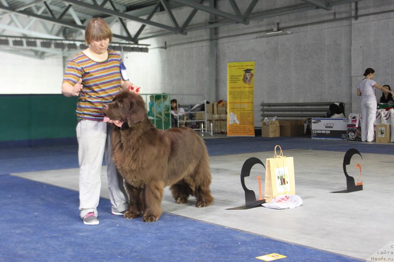 Фото: ньюфаундленд Obush Shed Yakutia (Обуш Шед Якутия)