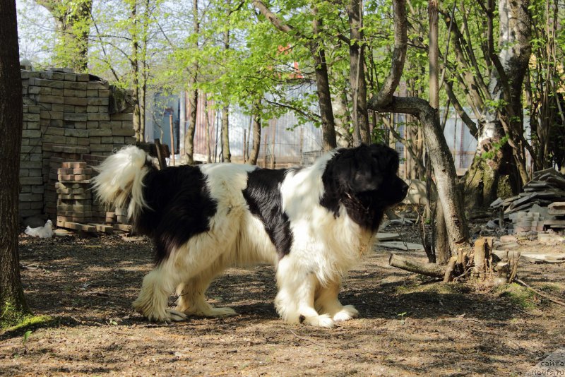 Фото: ньюфаундленд Cristalmarnewfy Christmas Dream