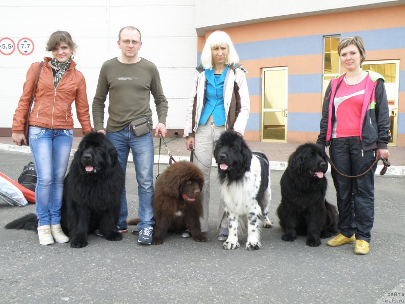 Фото: Аня, ньюфаундленд Vincent Black King Super Mishka, Боря, ньюфаундленд Diesel Chocolate Super Mishka, YUliya Tokarchuk (Юлия Токарчук), ньюфаундленд Bella Donna Barbaresco Super Mishka, Svetlana Samborskaya (Светлана Самборская), ньюфаундленд Vanilla Sky Lady Super Mishka