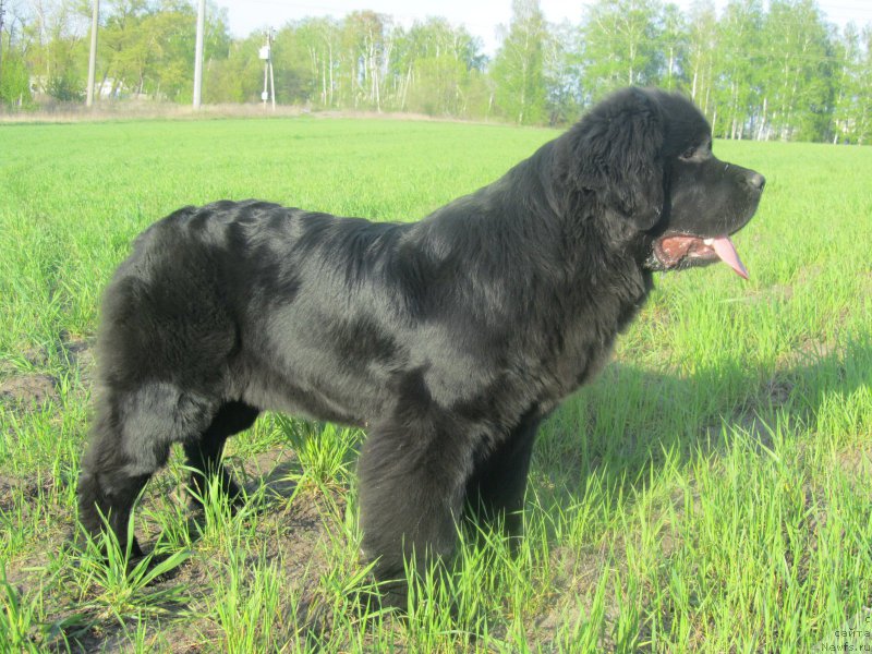 Фотография № 152999