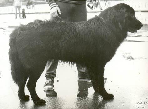 Фото: ньюфаундленд Ingus Barsi (Ингус Барси)