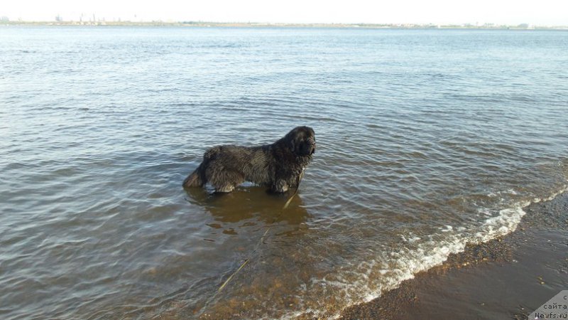 Фото: ньюфаундленд Chernaya Mafia Move Up In The World (Черная Мафия Мове Уп Ин Тхе Ворлд)