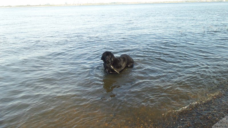 Фото: ньюфаундленд Chernaya Mafia Move Up In The World (Черная Мафия Мове Уп Ин Тхе Ворлд)