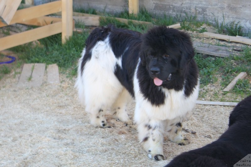 Фотография № 153007