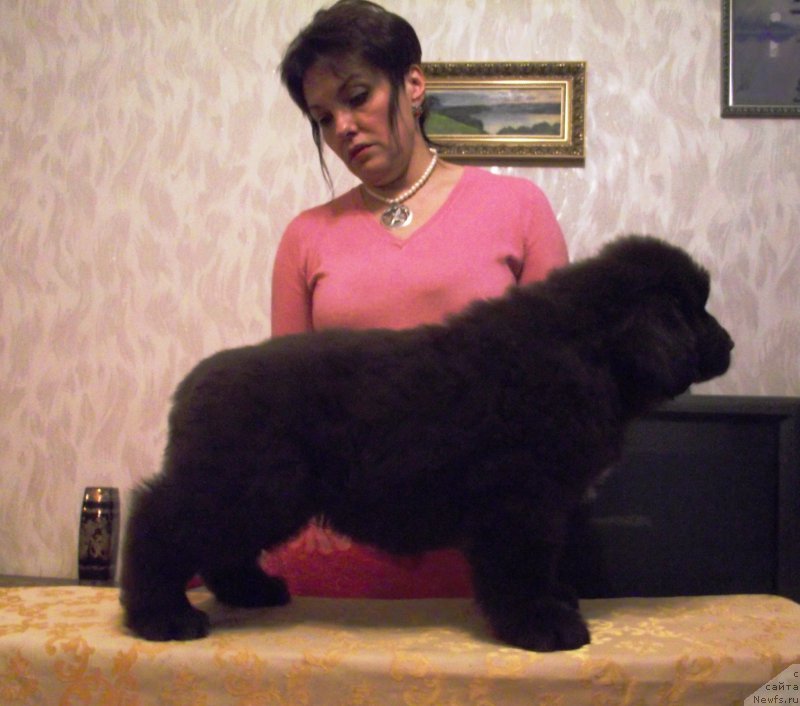 Фото: ньюфаундленд Velyke Malyatko Dunaj