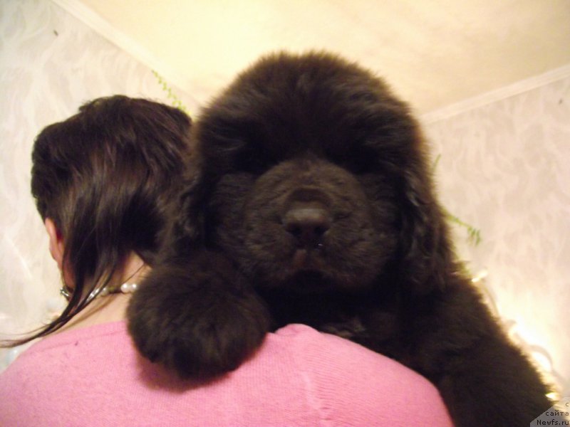 Фото: ньюфаундленд Velyke Malyatko Dunaj