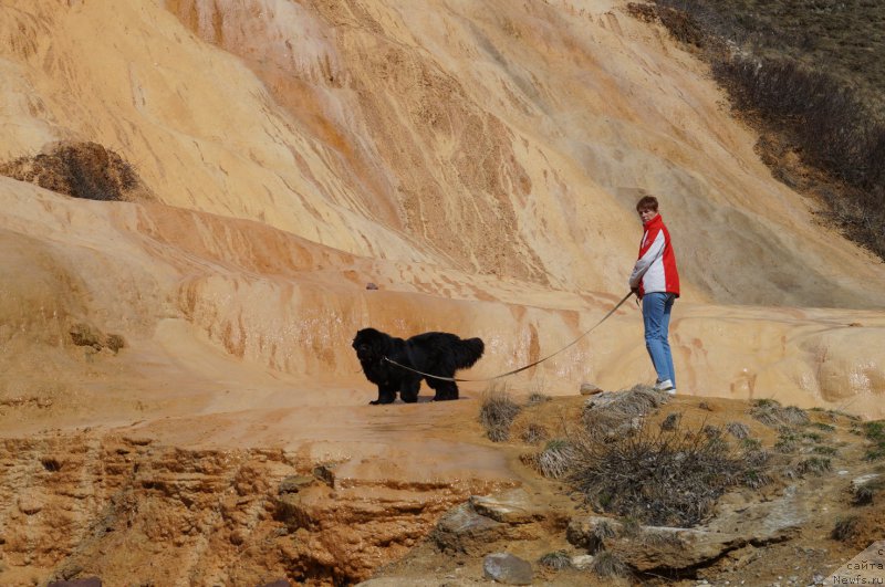 Фото: ньюфаундленд Charuyuschiy Chezario (Чарующий Чезарио)