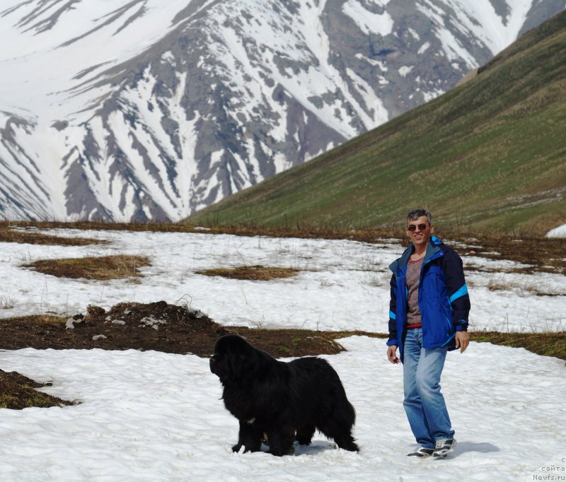 Фото: ньюфаундленд Charuyuschiy Chezario (Чарующий Чезарио)