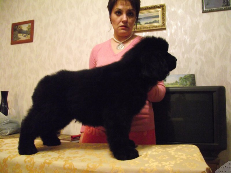 Фото: ньюфаундленд Velyke Malyatko Dnipro