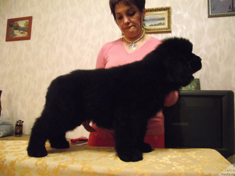 Фото: ньюфаундленд Velyke Malyatko Dnipro