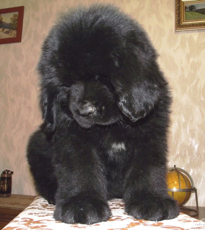 Фото: ньюфаундленд Velyke Malyatko Dnipro