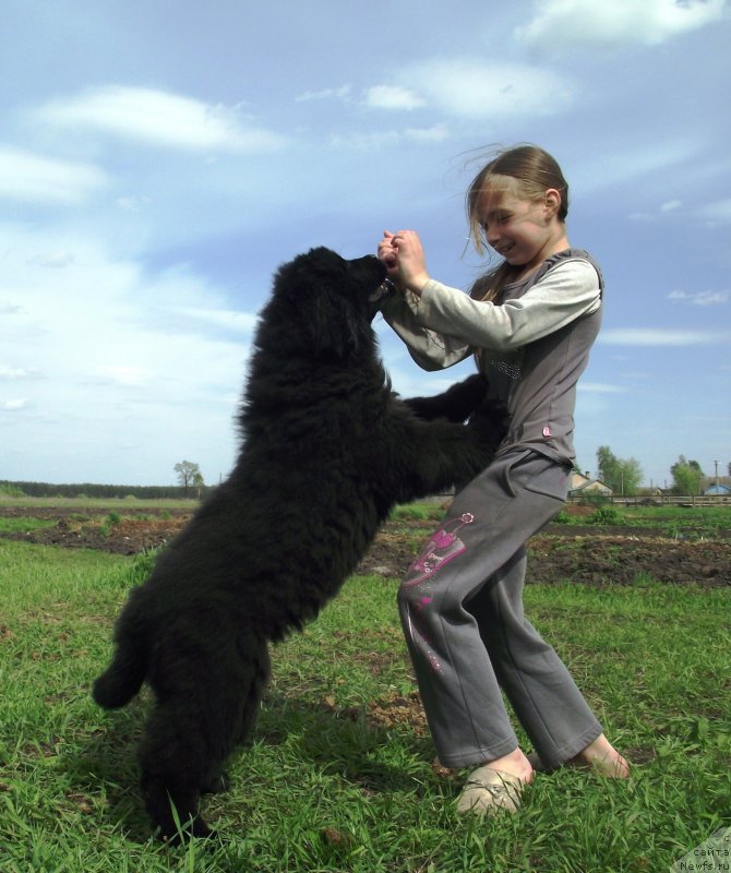 Фото: ньюфаундленд Velyke Malyatko Dnipro
