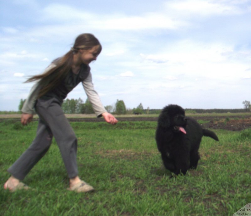 Фото: ньюфаундленд Velyke Malyatko Dnipro