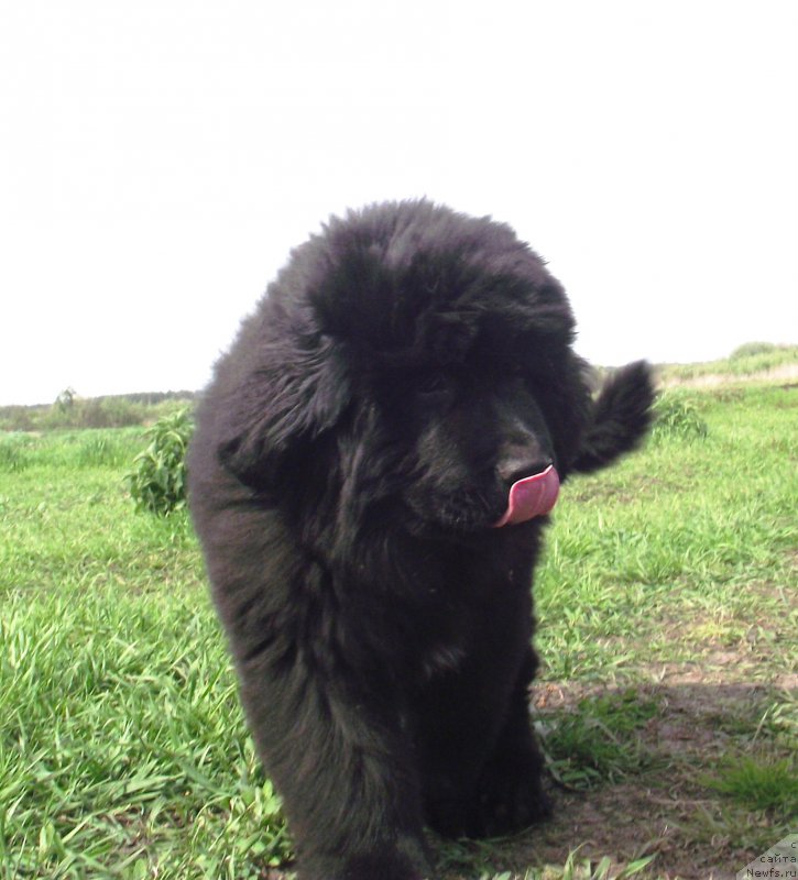 Фото: ньюфаундленд Velyke Malyatko Dnipro