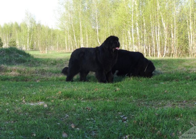 Фото: ньюфаундленд Njufort Natali (Ньюфорт Натали), ньюфаундленд N'yufort Carica Nochi (Ньюфорт Царица Ночи)